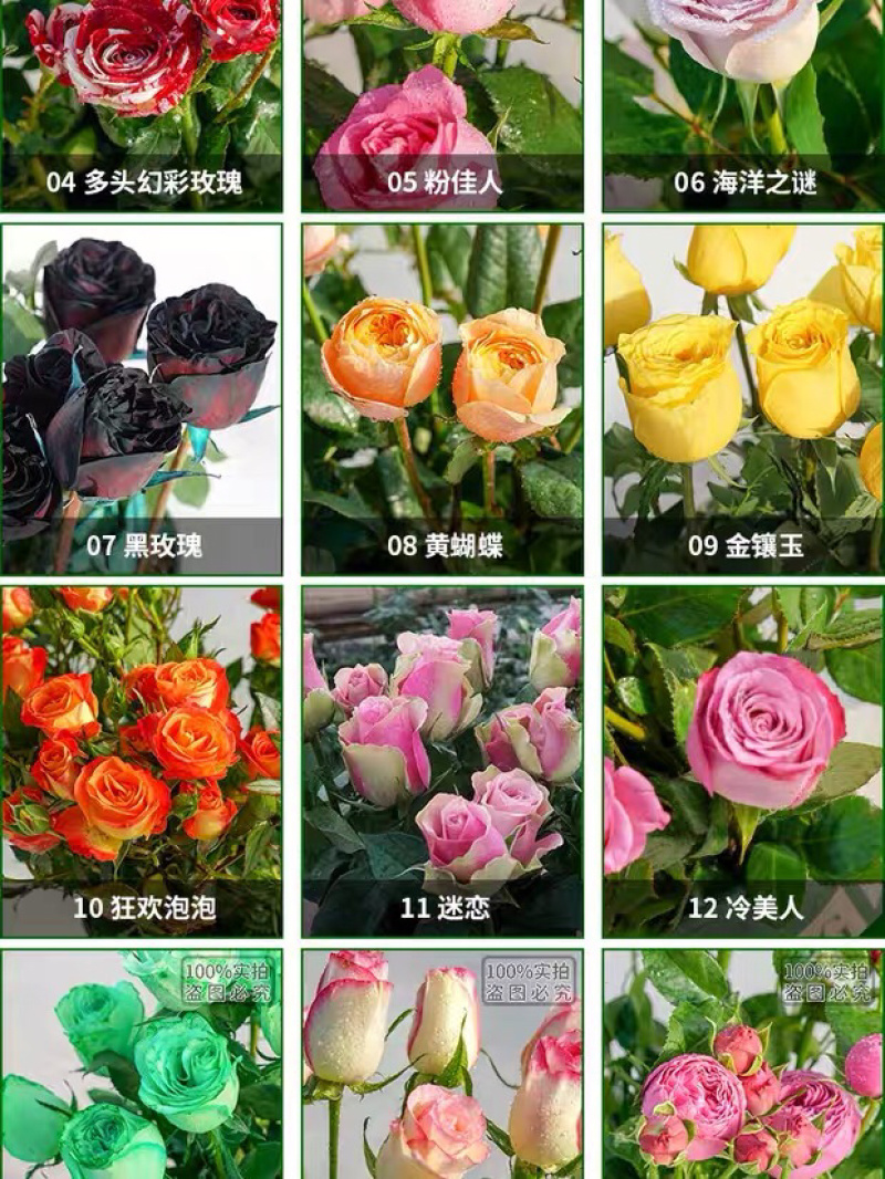玫瑰苗四季开花月季花大花浓香超20种品种