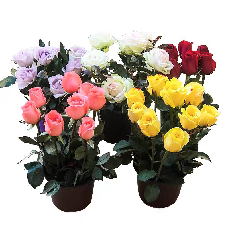 玫瑰苗四季开花月季花大花浓香超20种品种