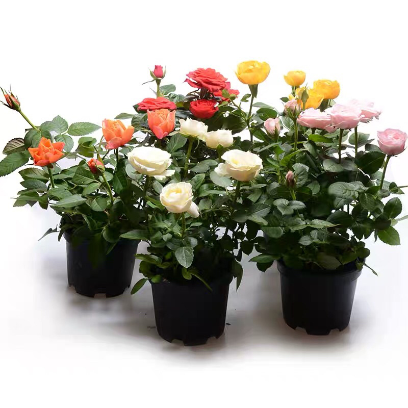 玫瑰苗四季开花月季花大花浓香超20种品种