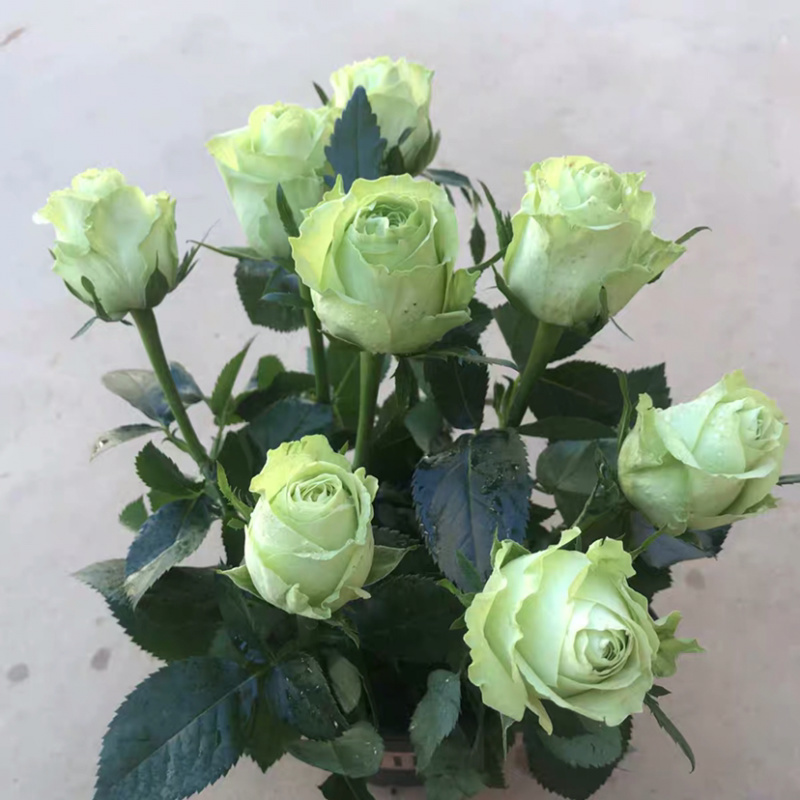 玫瑰苗四季开花月季花大花浓香超20种品种