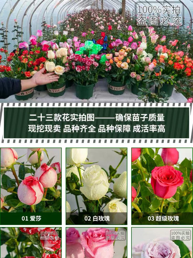 玫瑰苗四季开花月季花大花浓香超20种品种