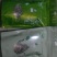 千年古树老鹰茶，白茶，老林茶，大茶