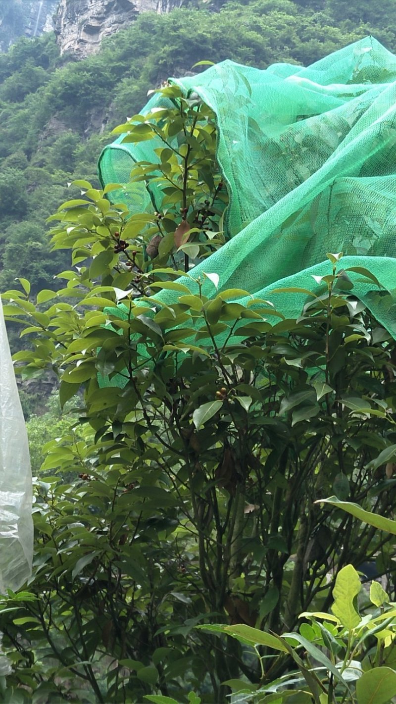 千年古树老鹰茶，白茶，老林茶，大茶