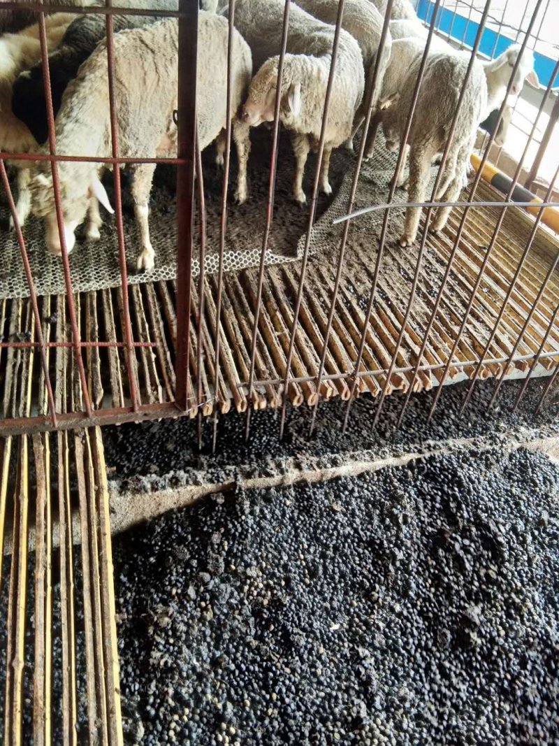 大量供应批发纯羊粪蛋，无杂质纯正羊粪！有要的联系我