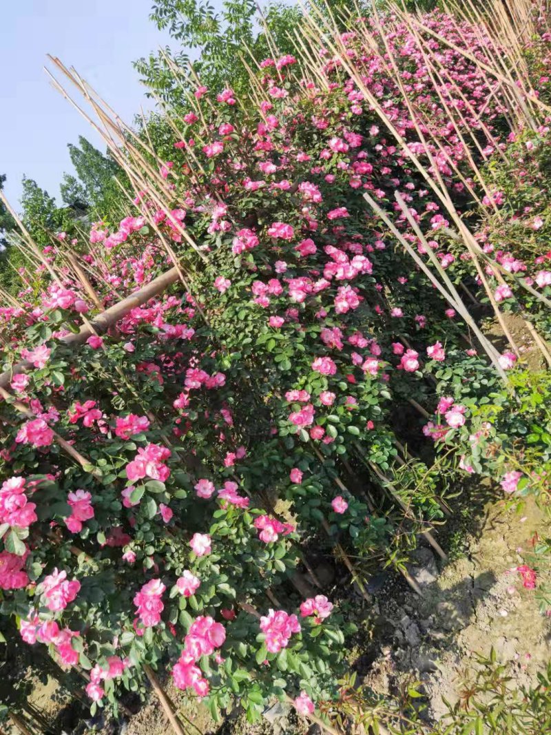 藤本月季，藤蔓月季，1—3米爬藤月季，苗圃直销
