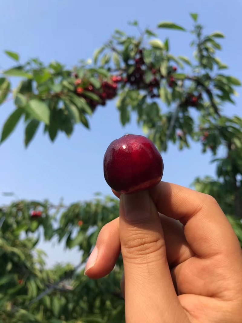 山东大樱桃新鲜上市