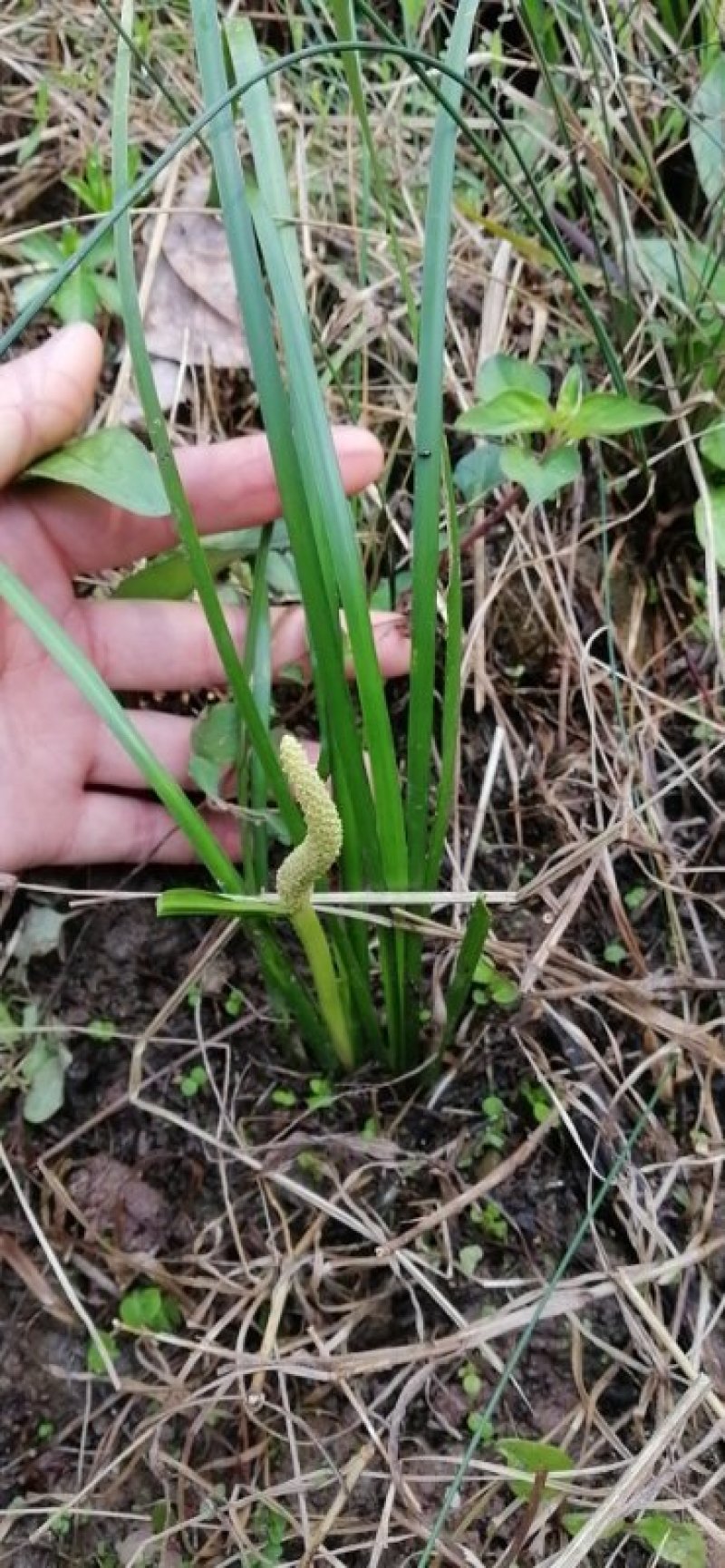 优质石菖蒲种苗纯野生多年驯化苗