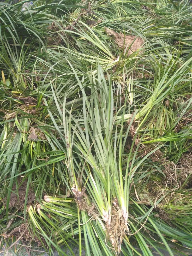优质石菖蒲种苗纯野生多年驯化苗
