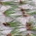 优质石菖蒲种苗纯野生多年驯化苗