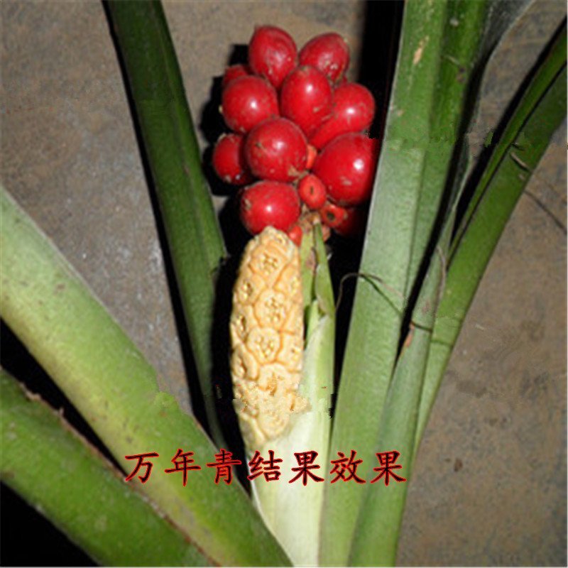 中华红果万年青银边万年青喜庆结婚乔迁祝寿用苗