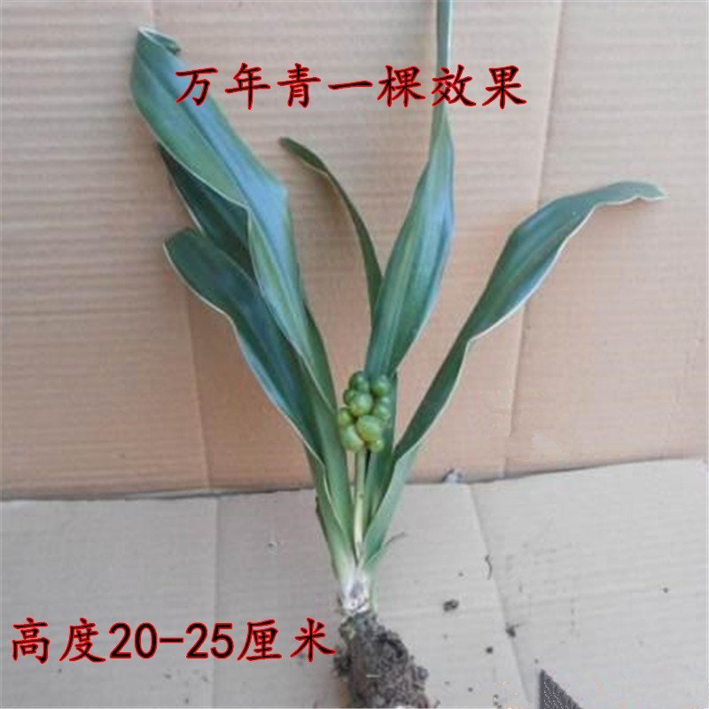中华红果万年青银边万年青喜庆结婚乔迁祝寿用苗