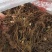 【推荐】重楼苗1到8年基地直销规格齐全购满一万送一千