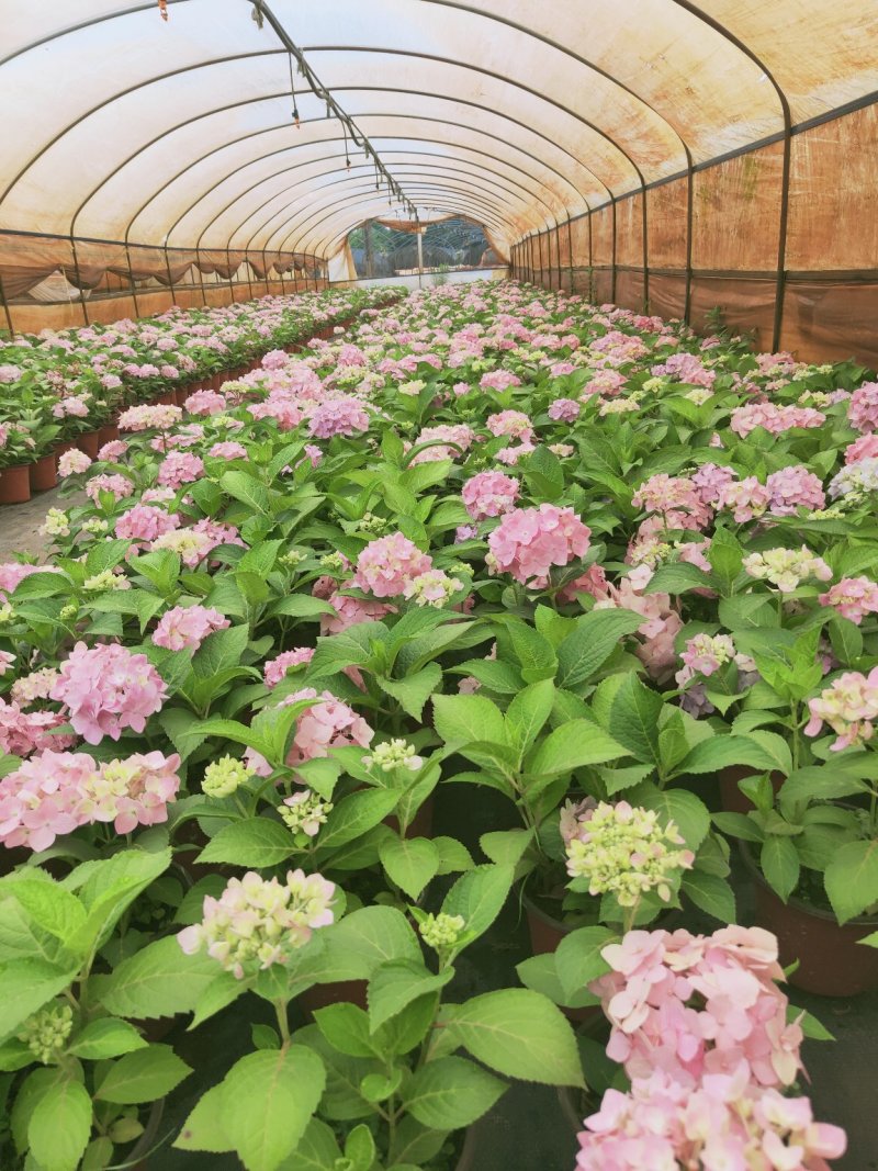 精品绣球花，八仙花，无尽夏，魔幻，品种多，常年有货，工程苗