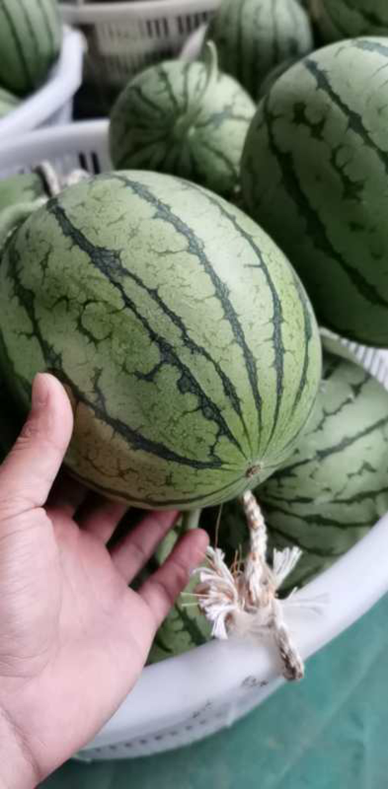 早春红玉口口脆口口爽爆炸瓜量大质优