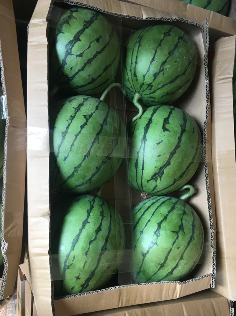 四川早春红玉产地直供量大质优质量保证