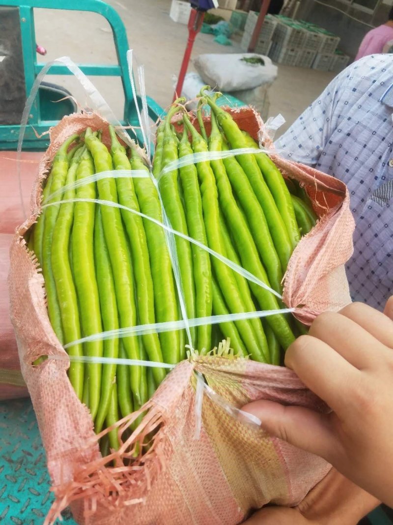 ️黄线椒️，潍坊青州黄线椒，大量上市。8号线椒，3号线椒