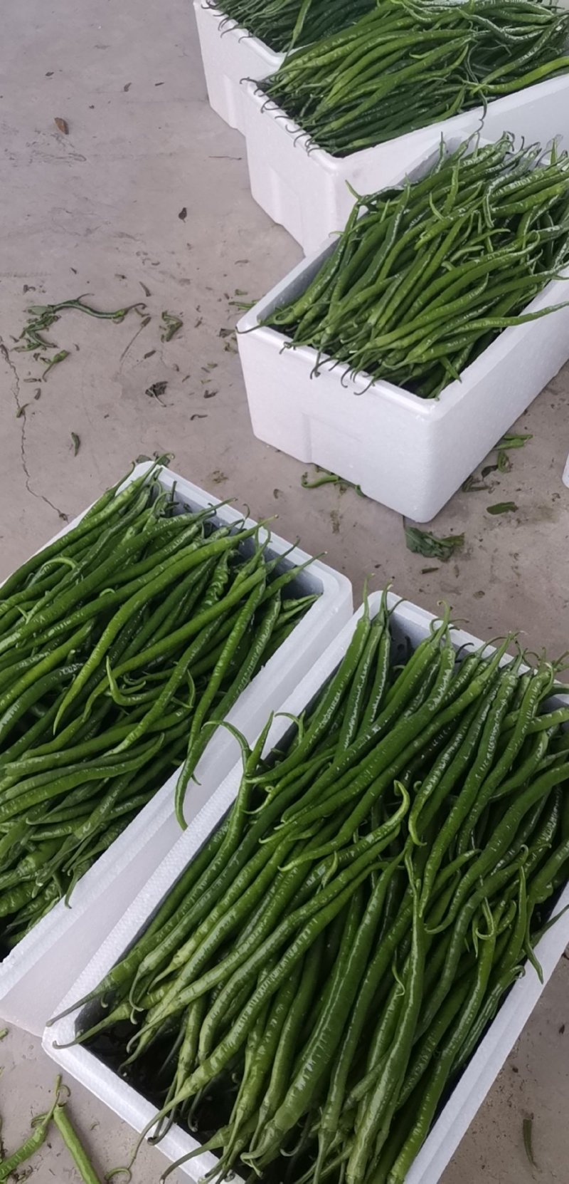 ️黄线椒️，潍坊青州黄线椒，大量上市。8号线椒，3号线椒