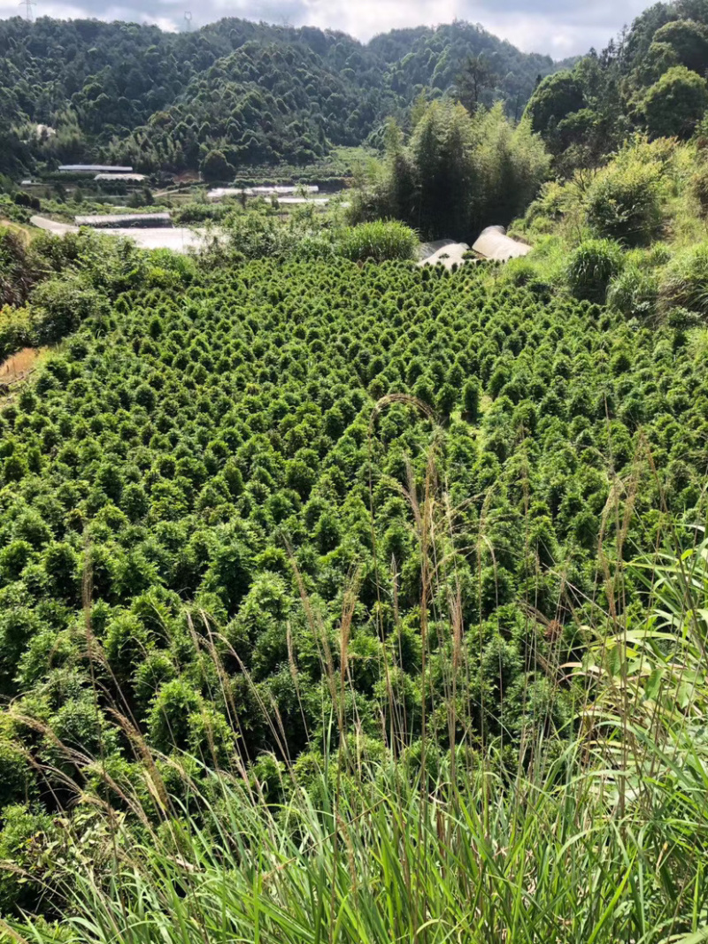 南方红豆杉，占地红豆杉，净化空气