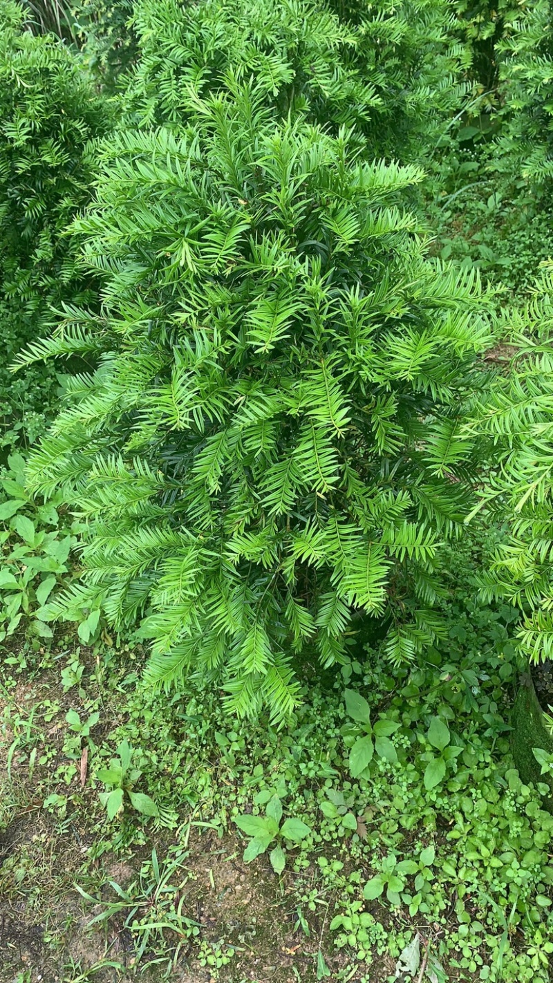 南方红豆杉，占地红豆杉，净化空气