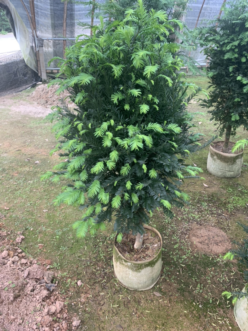 南方红豆杉，占地红豆杉，净化空气