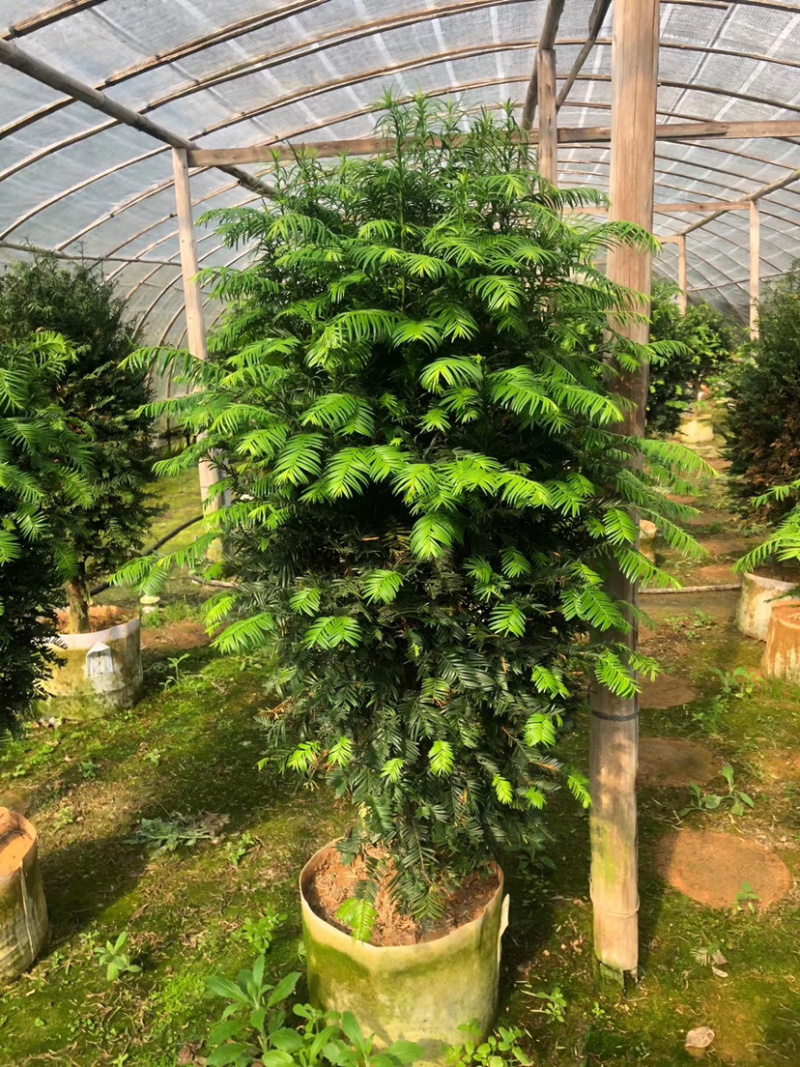 南方红豆杉，占地红豆杉，净化空气