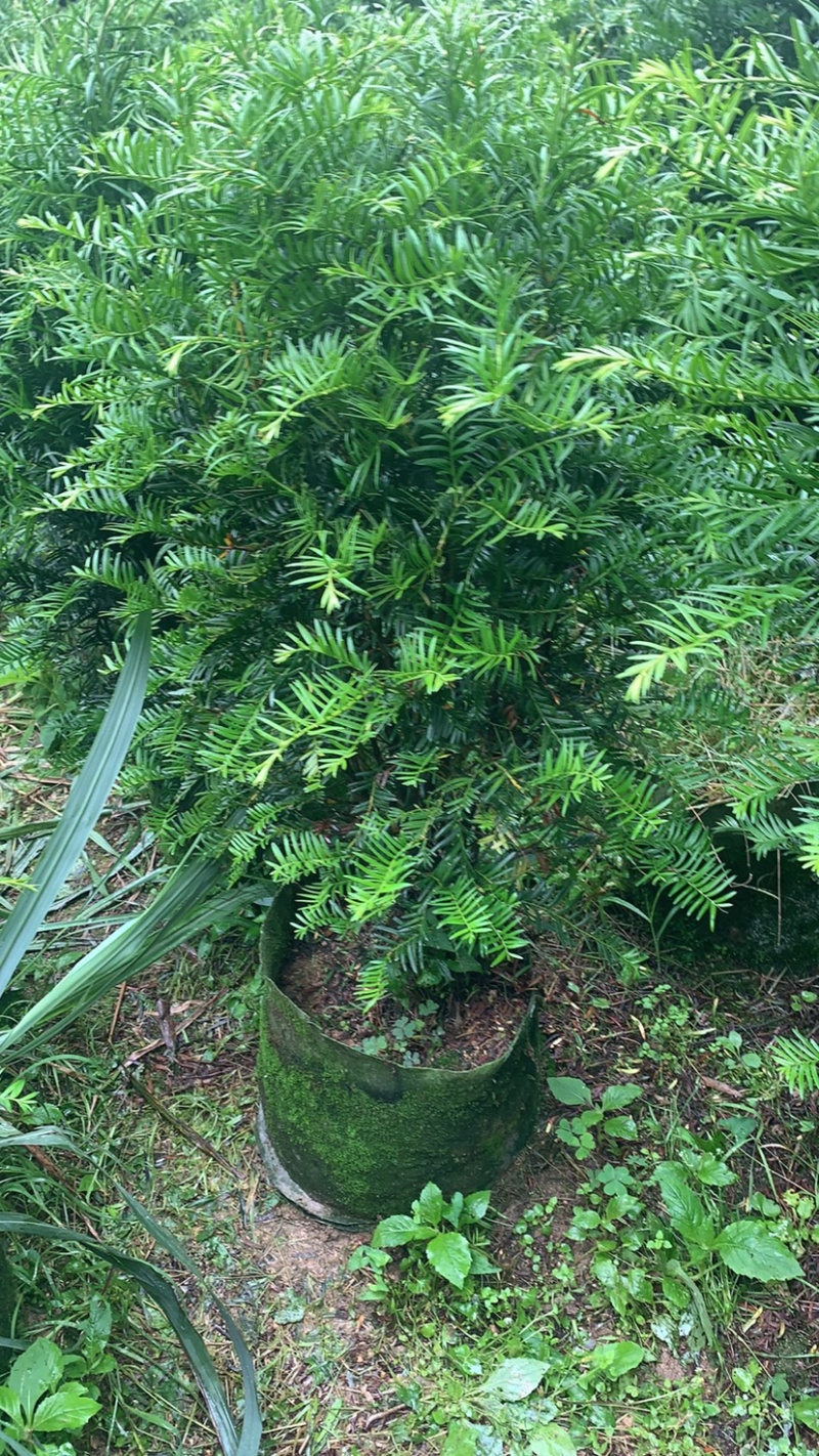 南方红豆杉，占地红豆杉，净化空气