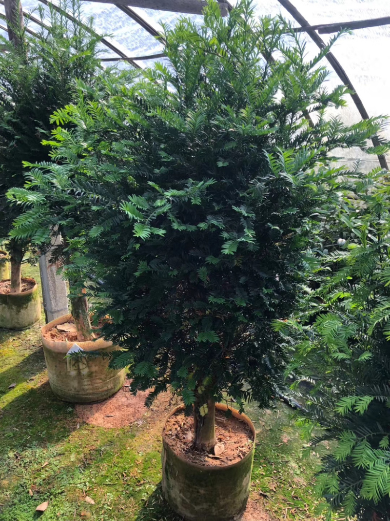 南方红豆杉，占地红豆杉，净化空气