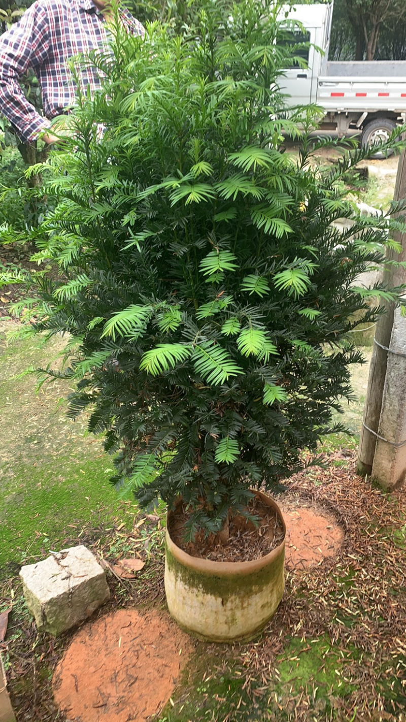 南方红豆杉，占地红豆杉，净化空气