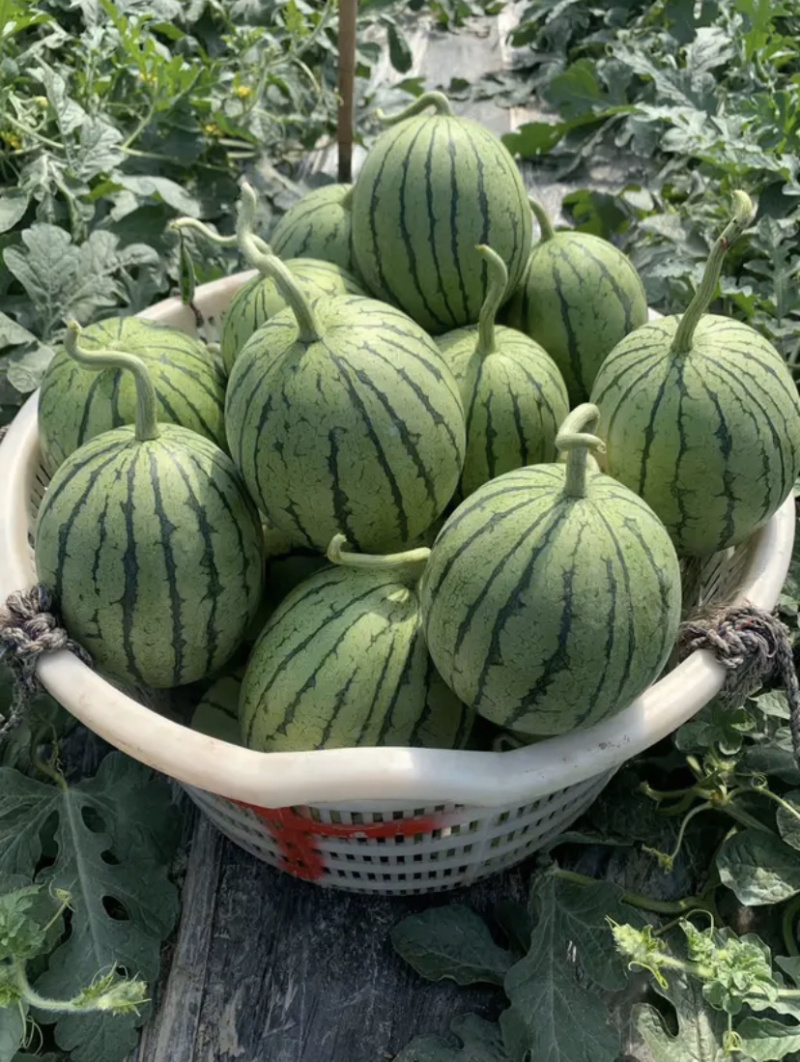 早春红玉蒋氏西瓜一口脆口口脆口口爽爽口甜