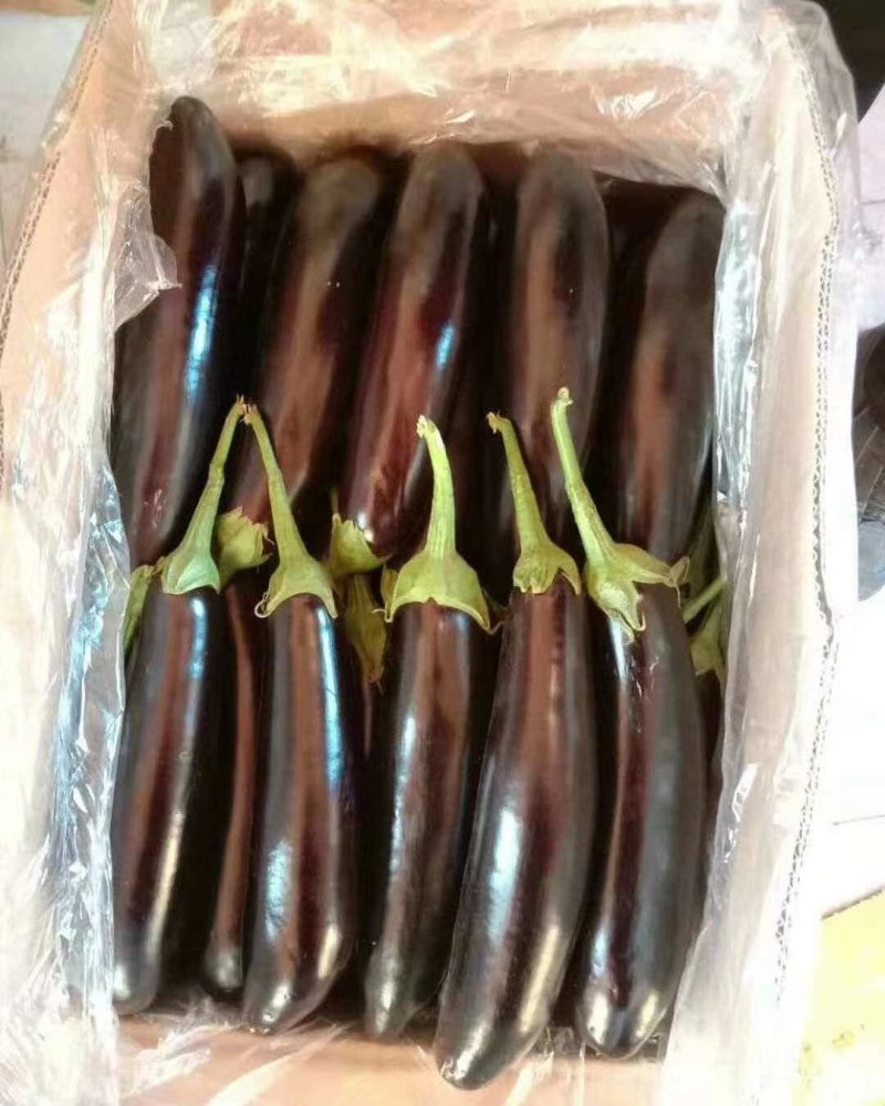 云南蔬菜，精品广茄，茄子，红茄孑，产区直发，