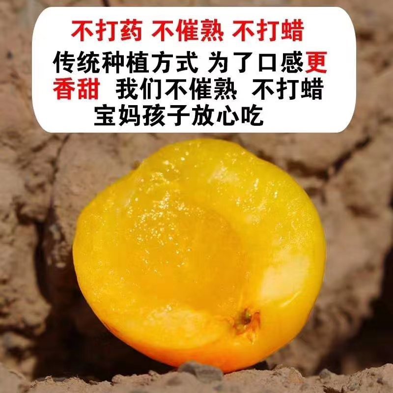 新疆轮胎小白杏