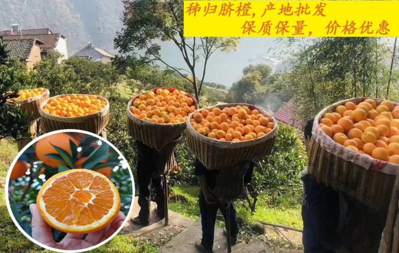 九月红脐橙，价钱美丽口感好皮薄汁多，大量供应！