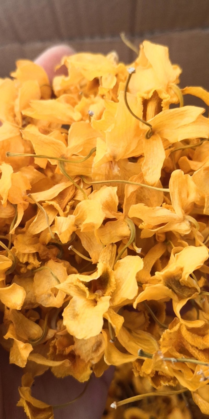 鼓槌石斛花花中黄金抽烟熬夜饮用佳品黄金花