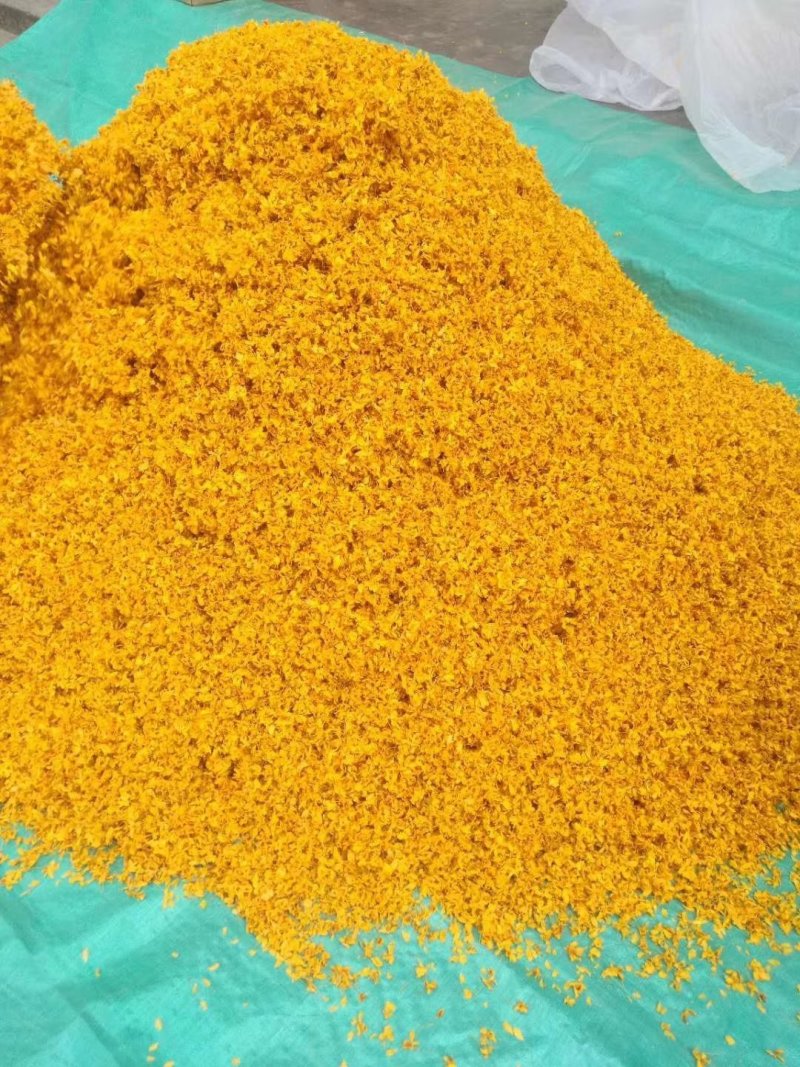 鼓槌石斛花花中黄金抽烟熬夜饮用佳品黄金花