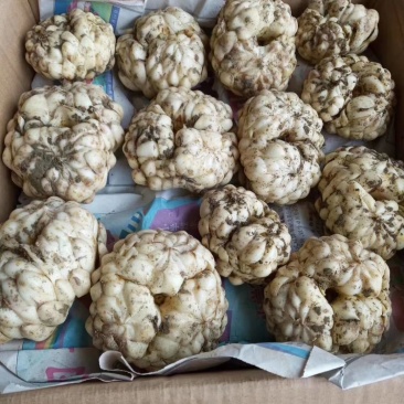 龙牙百合二头药食两用
