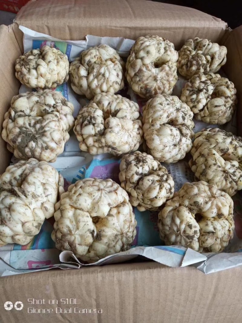龙牙百合二头药食两用