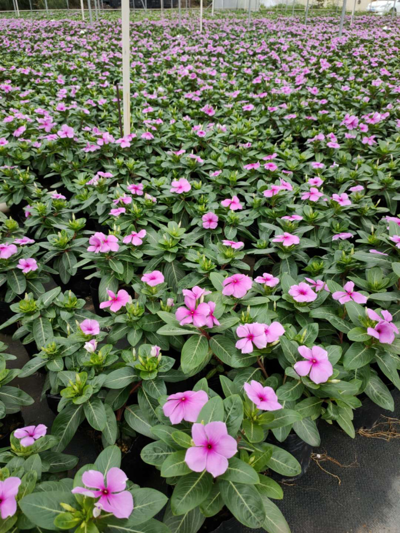 大量泥碳土时花现货供应