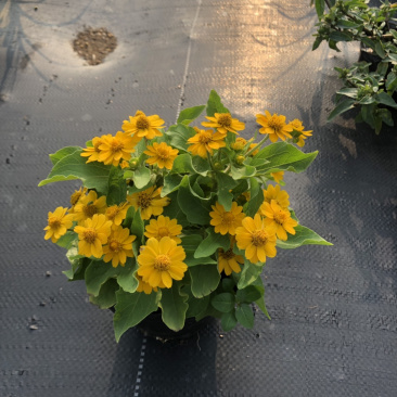 大量泥碳土时花现货供应
