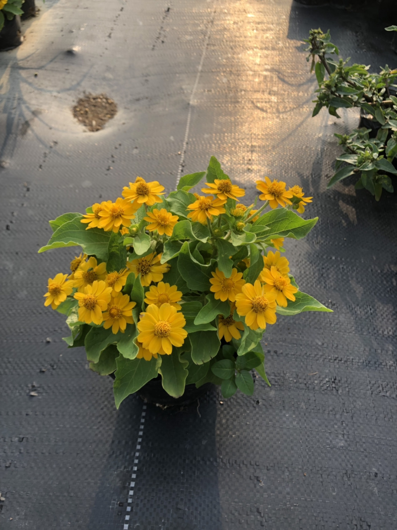 大量泥碳土时花现货供应