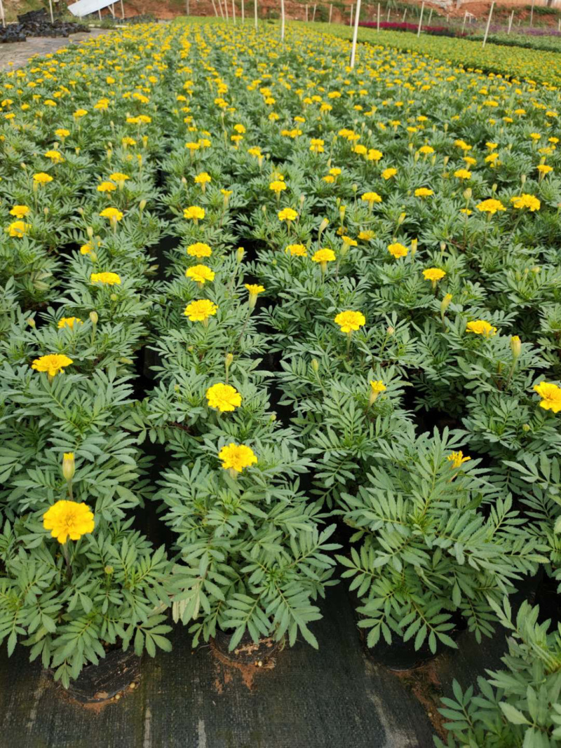 大量泥碳土时花现货供应