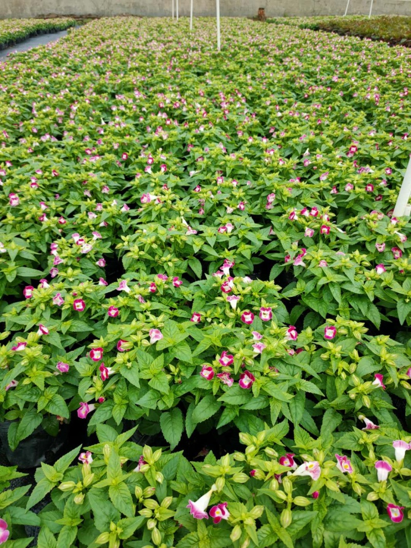 大量泥碳土时花现货供应