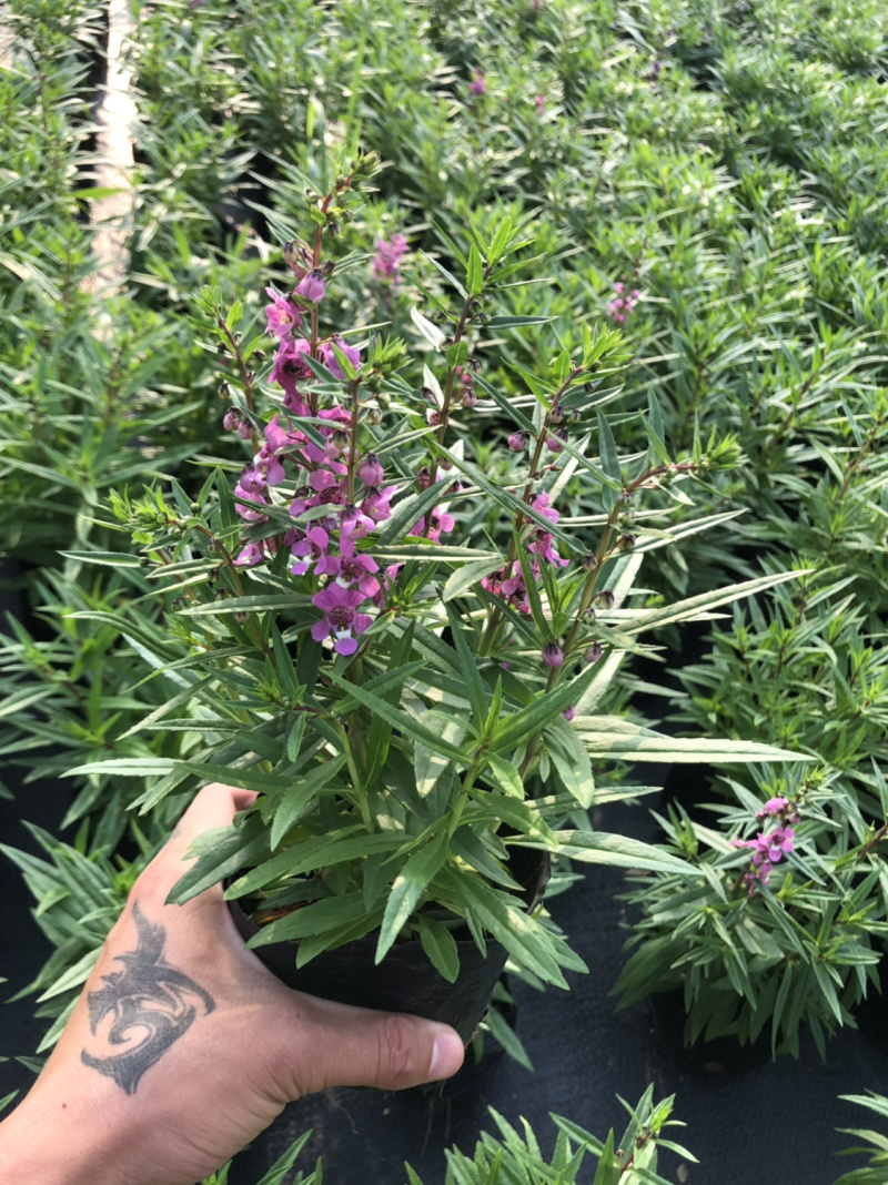 大量泥碳土时花现货供应