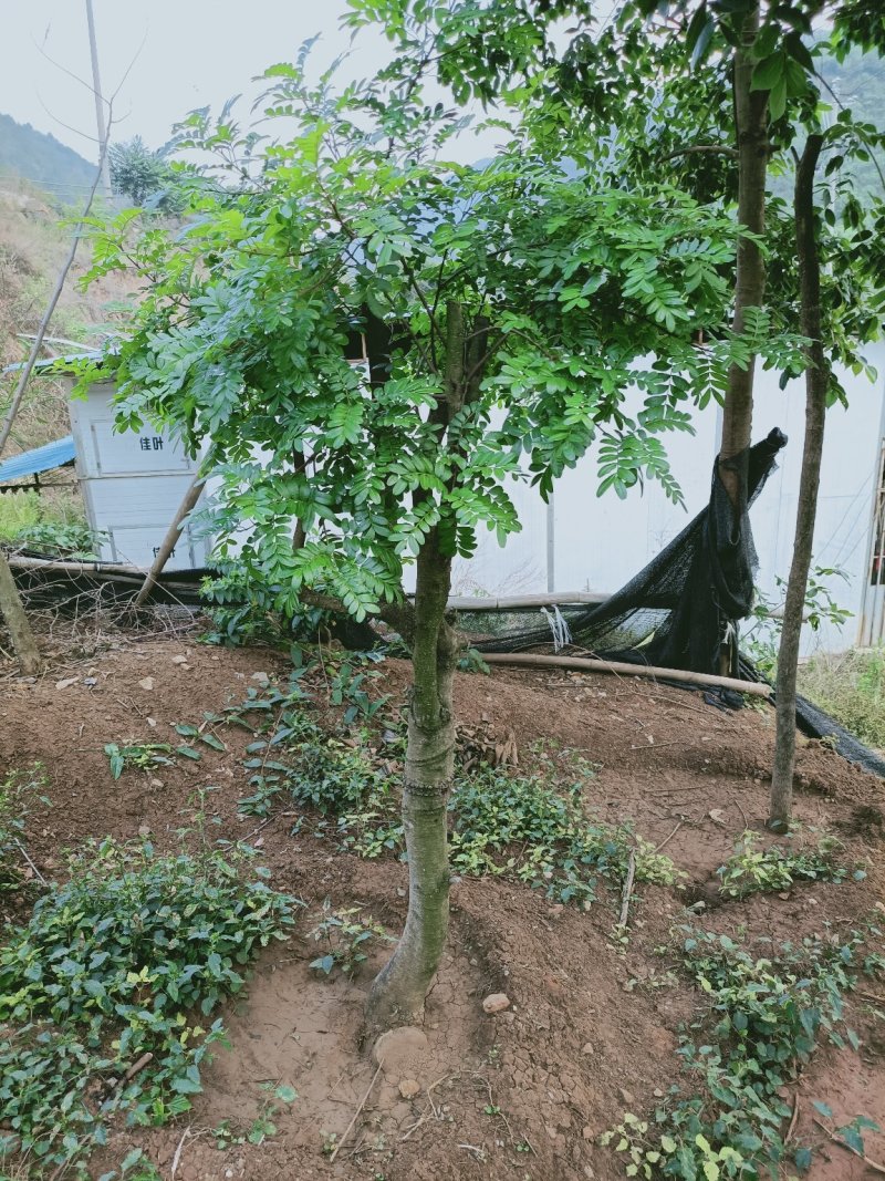 清香木