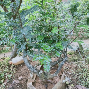 清香木