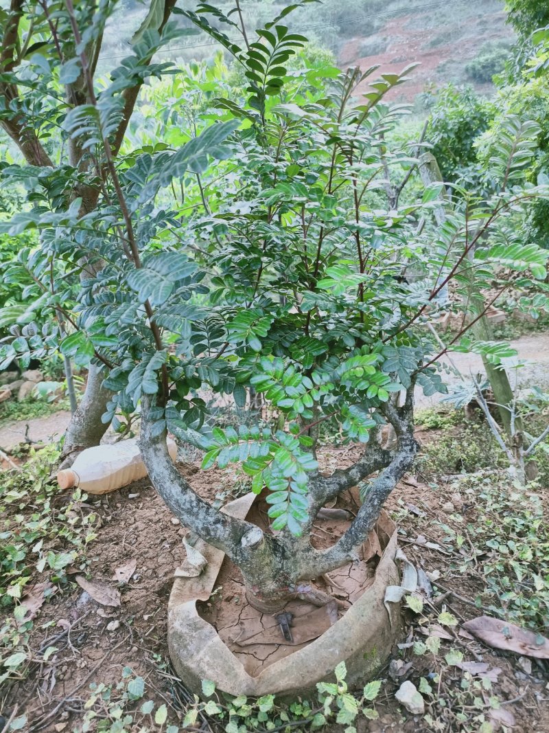 清香木