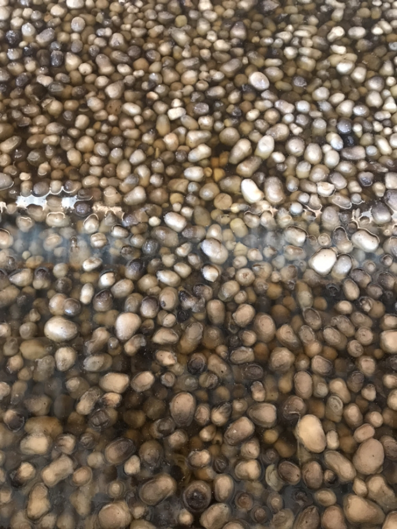 盐水草菇及新鲜草菇，福建漳州角美产地