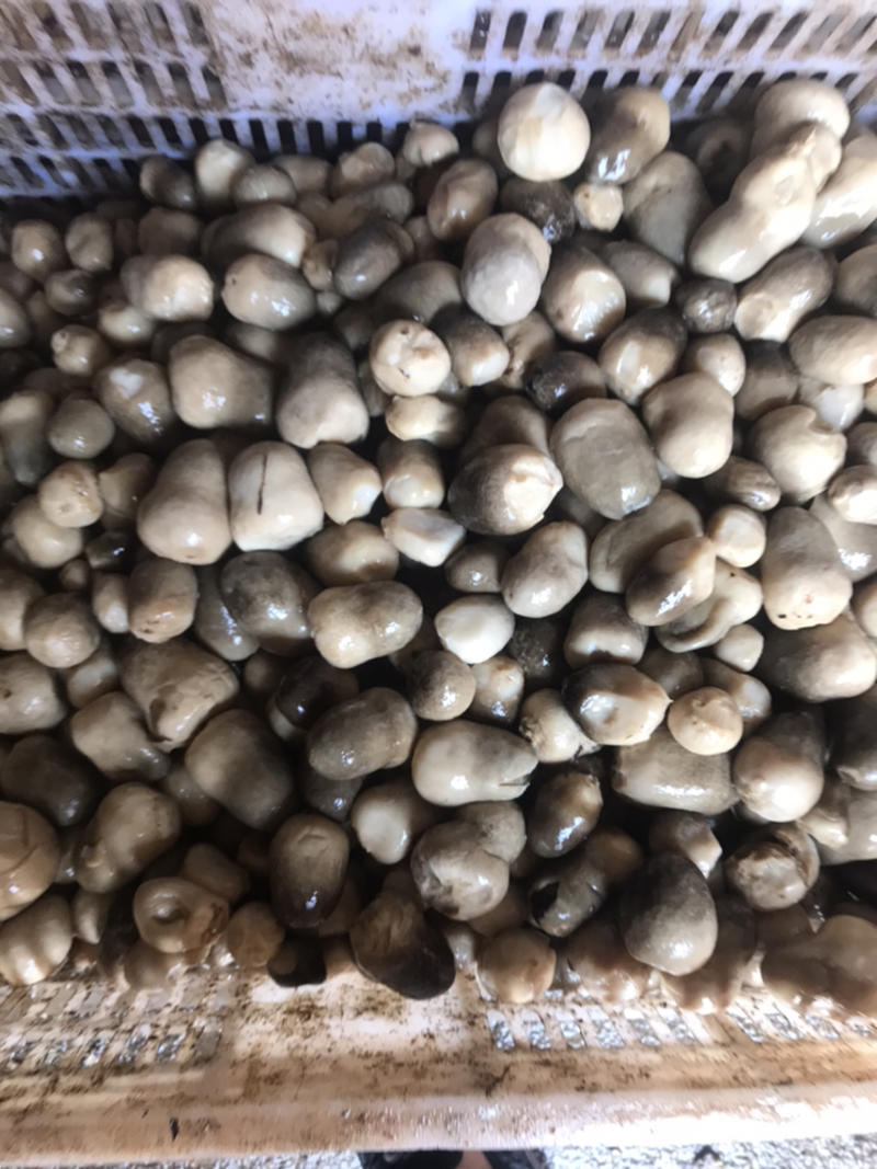 盐水草菇及新鲜草菇，福建漳州角美产地