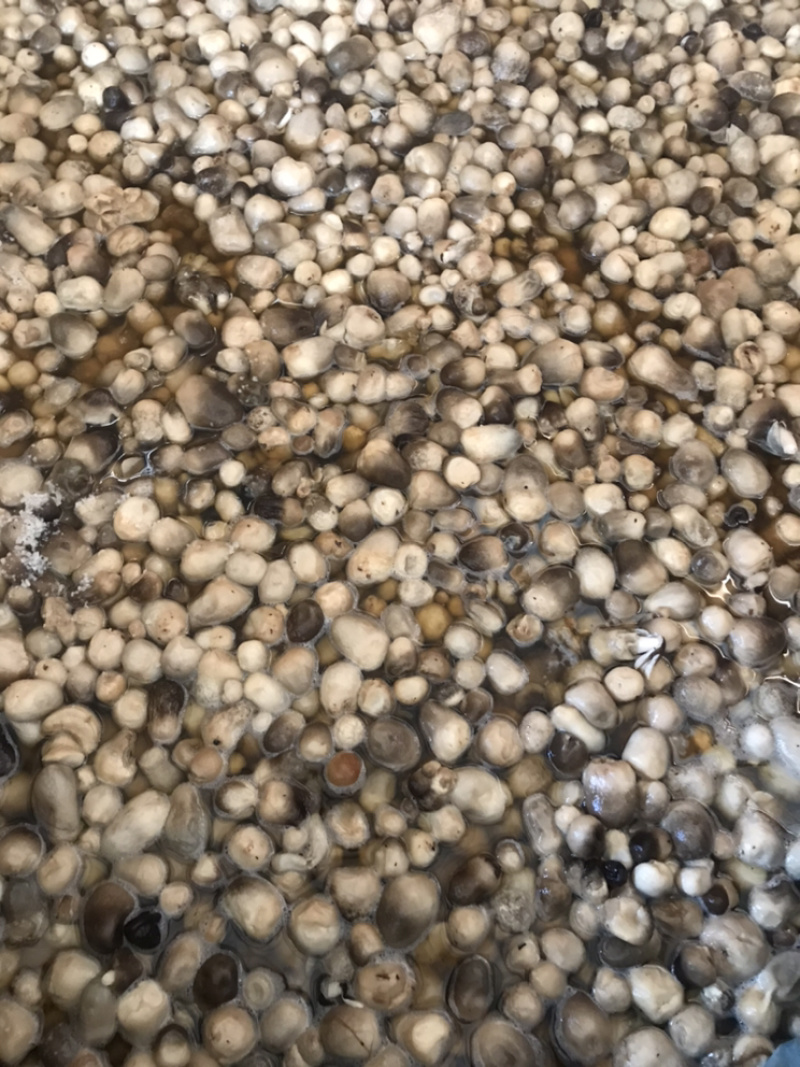 盐水草菇及新鲜草菇，福建漳州角美产地