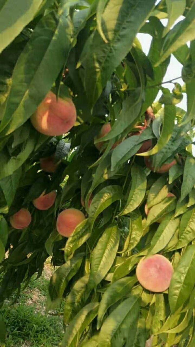 大荔县毛桃大量上市万亩基地直供一手货源对接全国客商