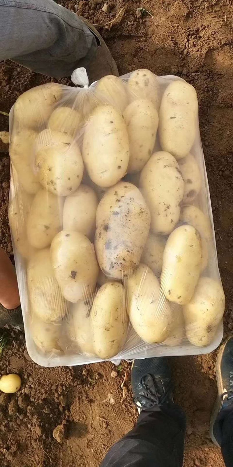 荷兰十五新土豆